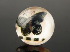 motýli 20