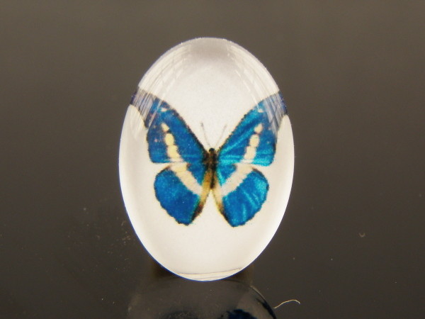 motýli 75