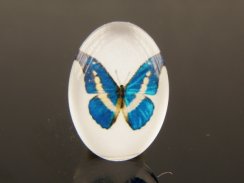 Buterfly printed glass cabochons