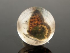 Butterfly printed glass cabochons